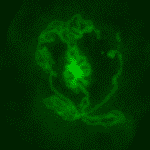 A fluorescent image of a testicular organoid created from mouse embryos and incubated in a dish for 14 days. The tubular structures formed in the dish are clearly visible. Marked in green are Sertoli cells, which are the cells responsible for the formation of the tubules in the testicle and, indeed, create the tubules in the dish. (CREDIT: Cheli Lev)